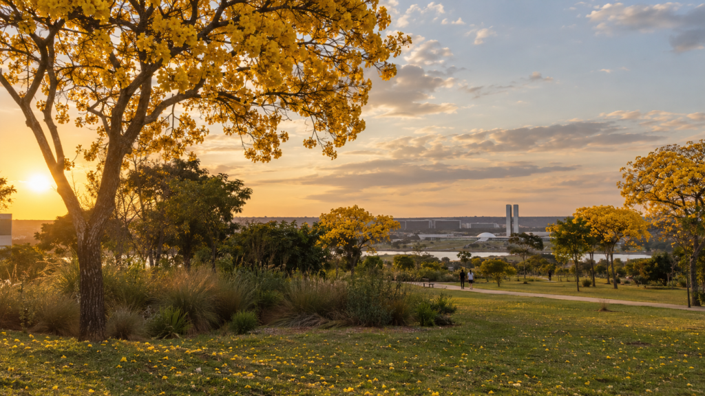 Ipês amarelos em parque de Brasília no fim da tarde